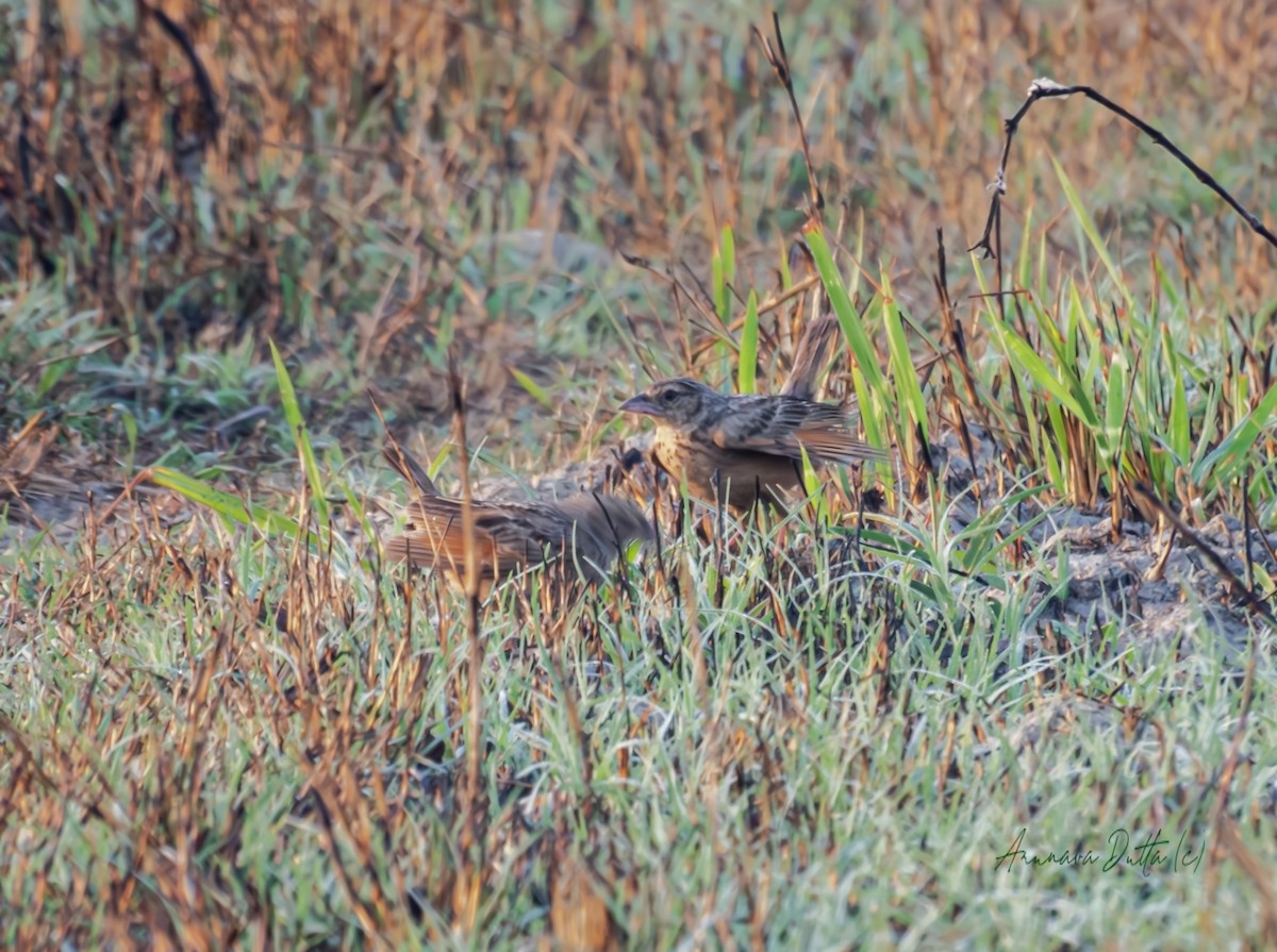 Bengal Bushlark - Arunava Dutta