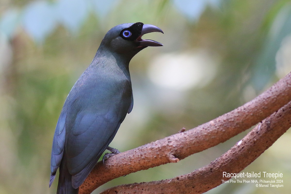 Racket-tailed Treepie - Manod Taengtum