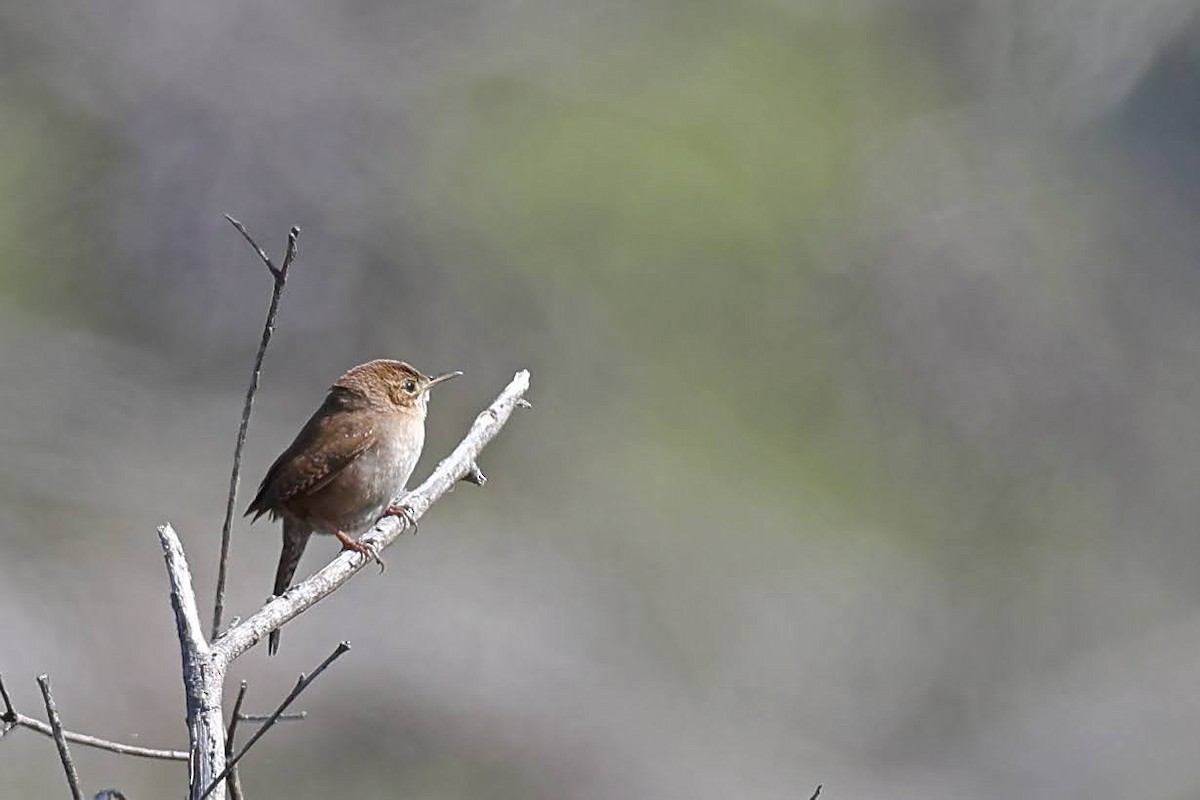 House Wren - Keith Leland