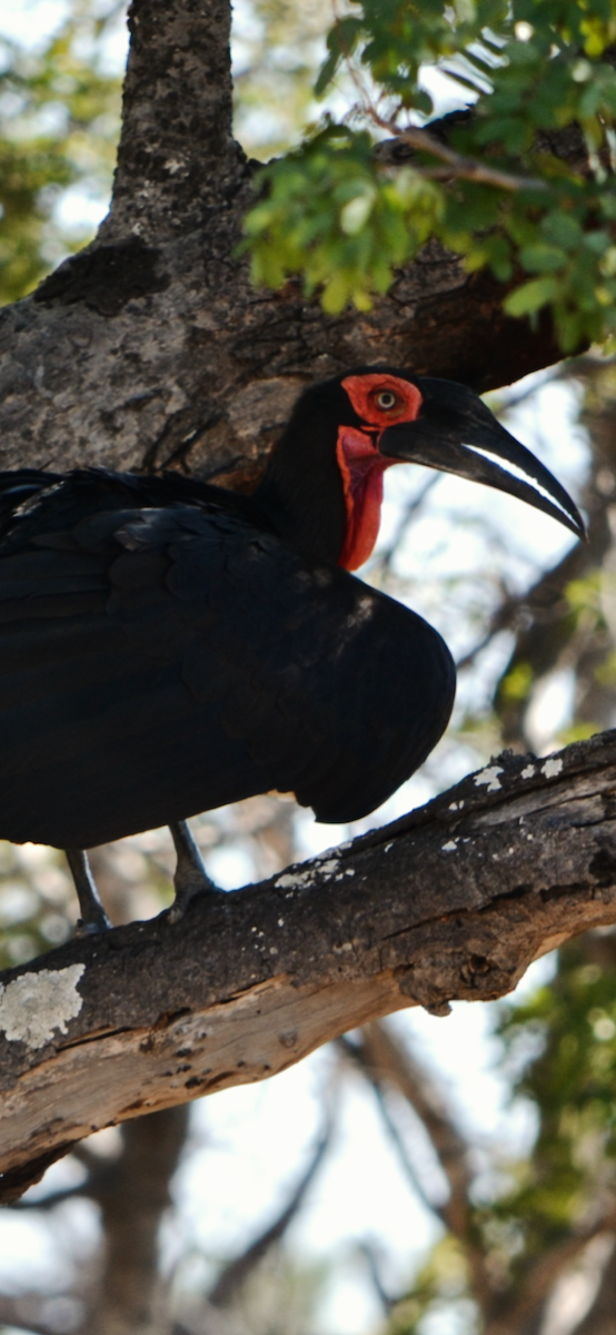 Southern Ground-Hornbill - Michael Self