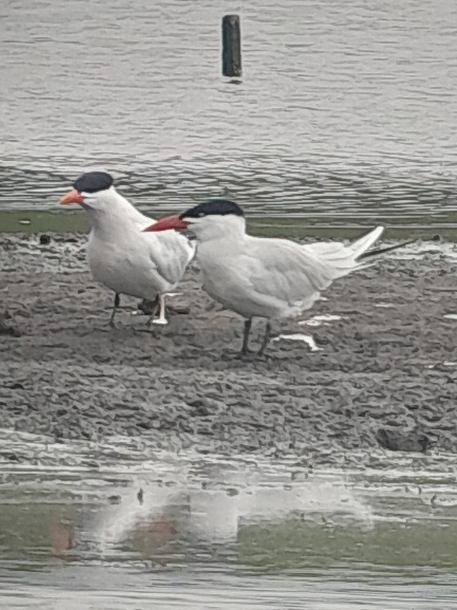 Caspian Tern - Brad Grover