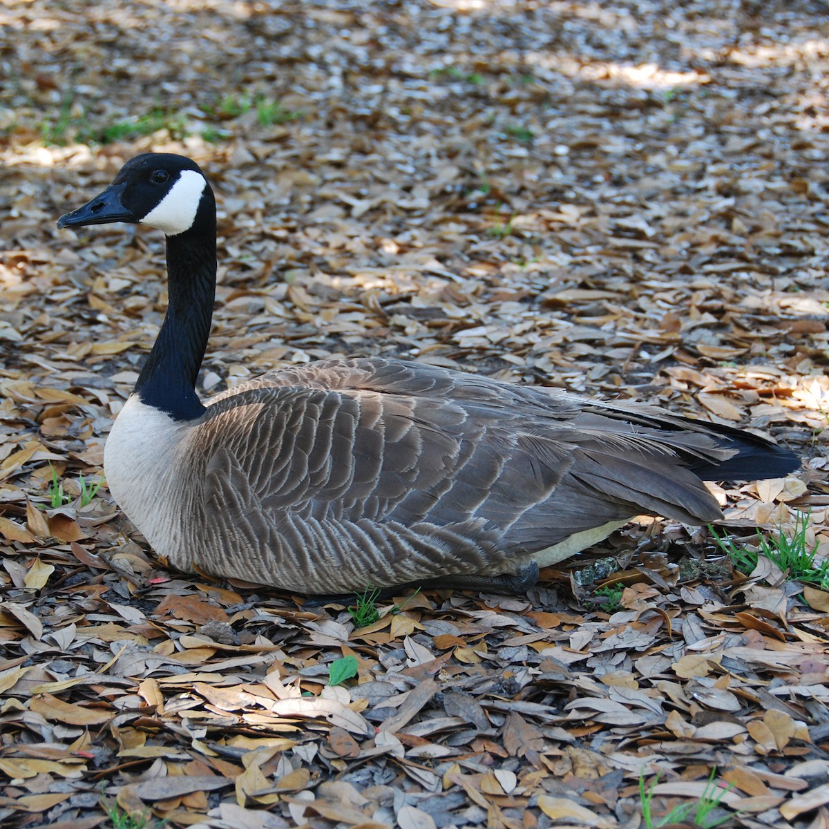 Canada Goose - Christopher Kaesviharn