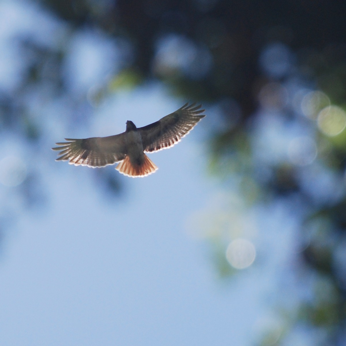 Red-tailed Hawk - Christopher Kaesviharn