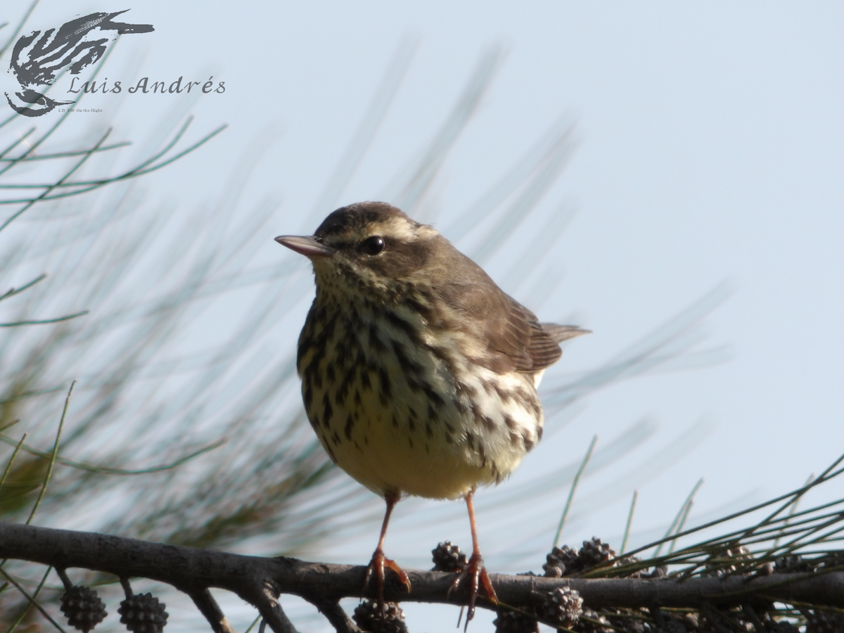 Northern Waterthrush - Luis Cuevas Romero