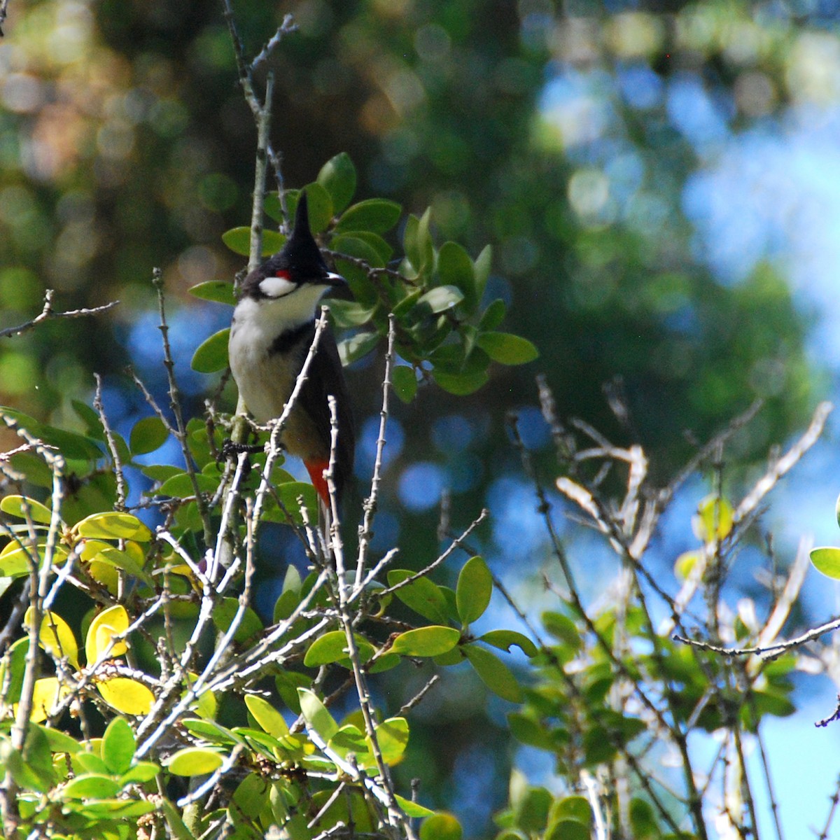 Red-whiskered Bulbul - Christopher Kaesviharn