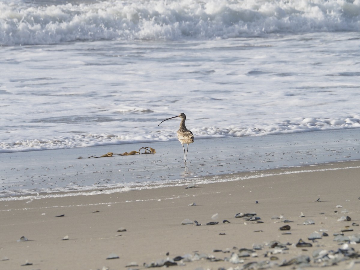 Long-billed Curlew - Jim Krill