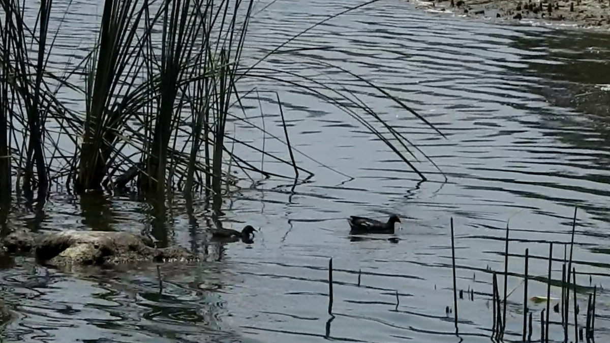 Common Gallinule (American) - Bruce Francois