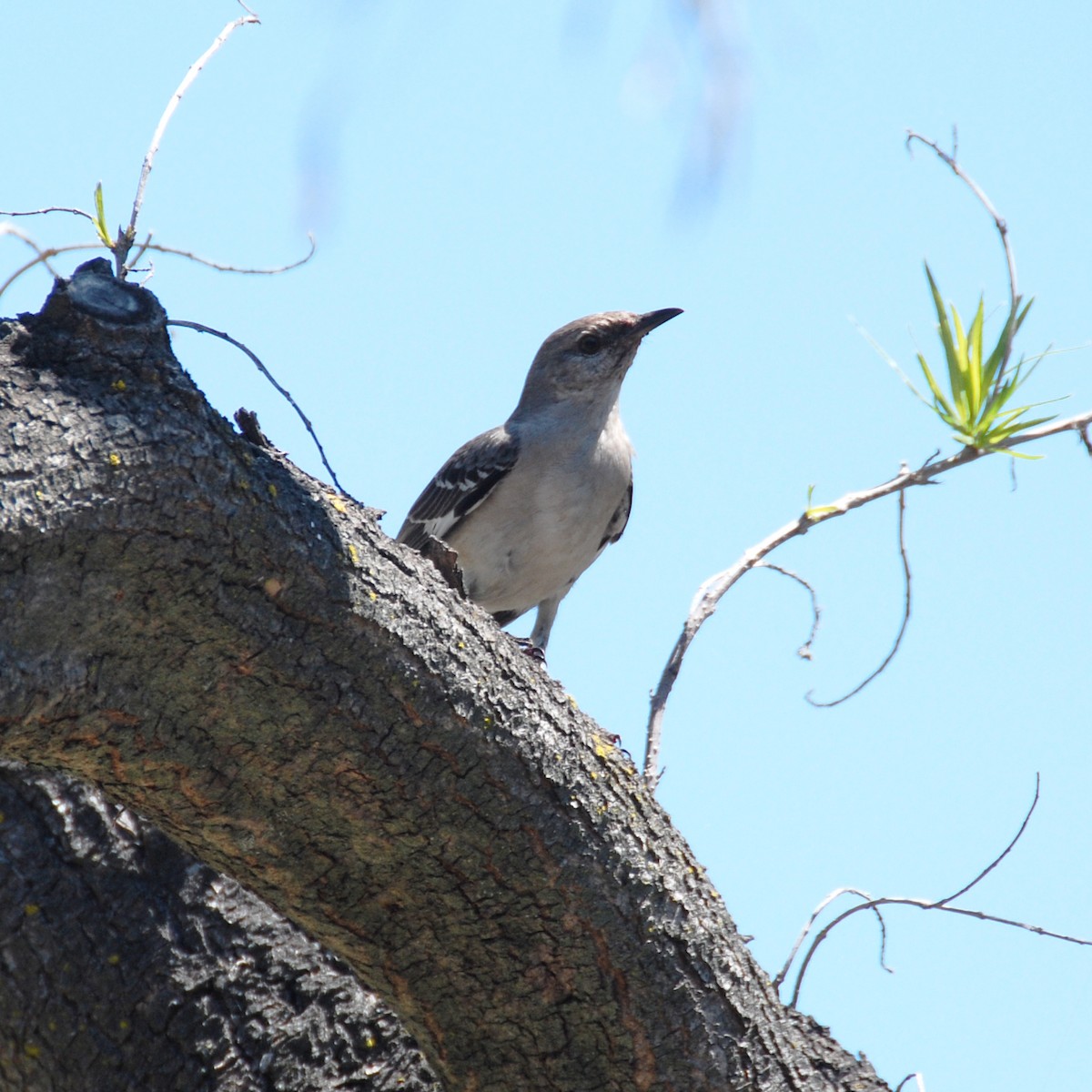 Northern Mockingbird - Christopher Kaesviharn