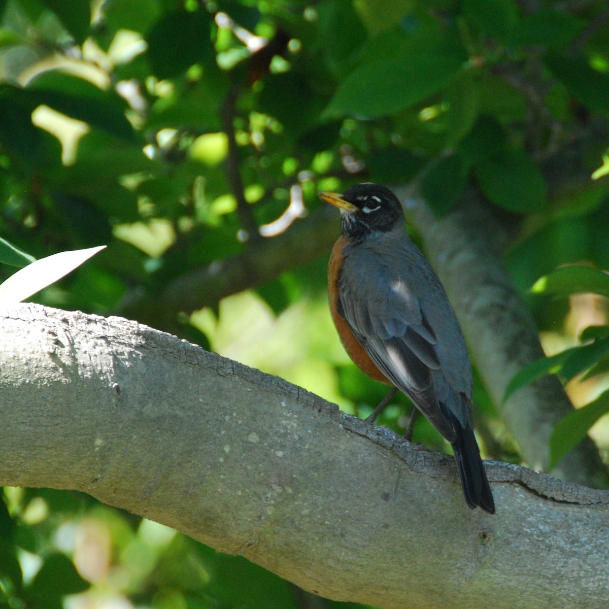 American Robin - Christopher Kaesviharn