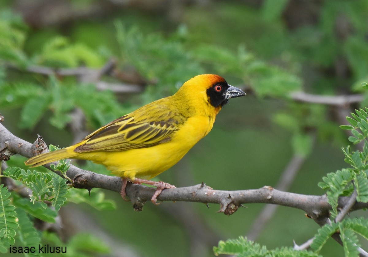 Vitelline Masked-Weaver - isaac kilusu