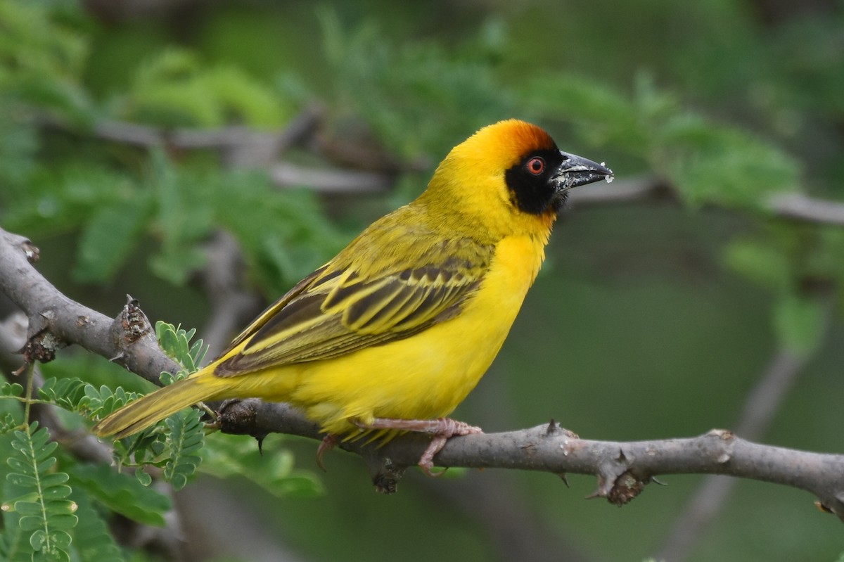 Vitelline Masked-Weaver - ML618137396