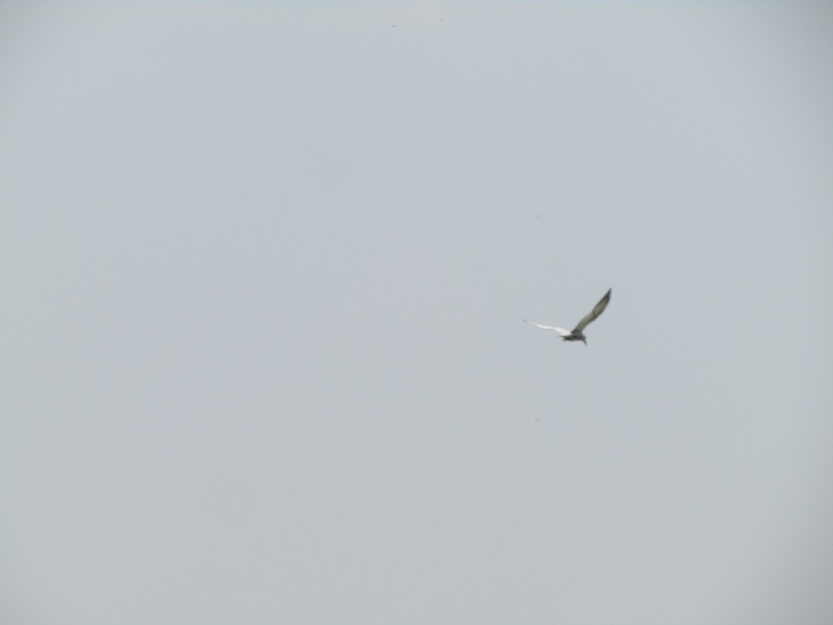 Whiskered Tern - vaazhaikumar kumar