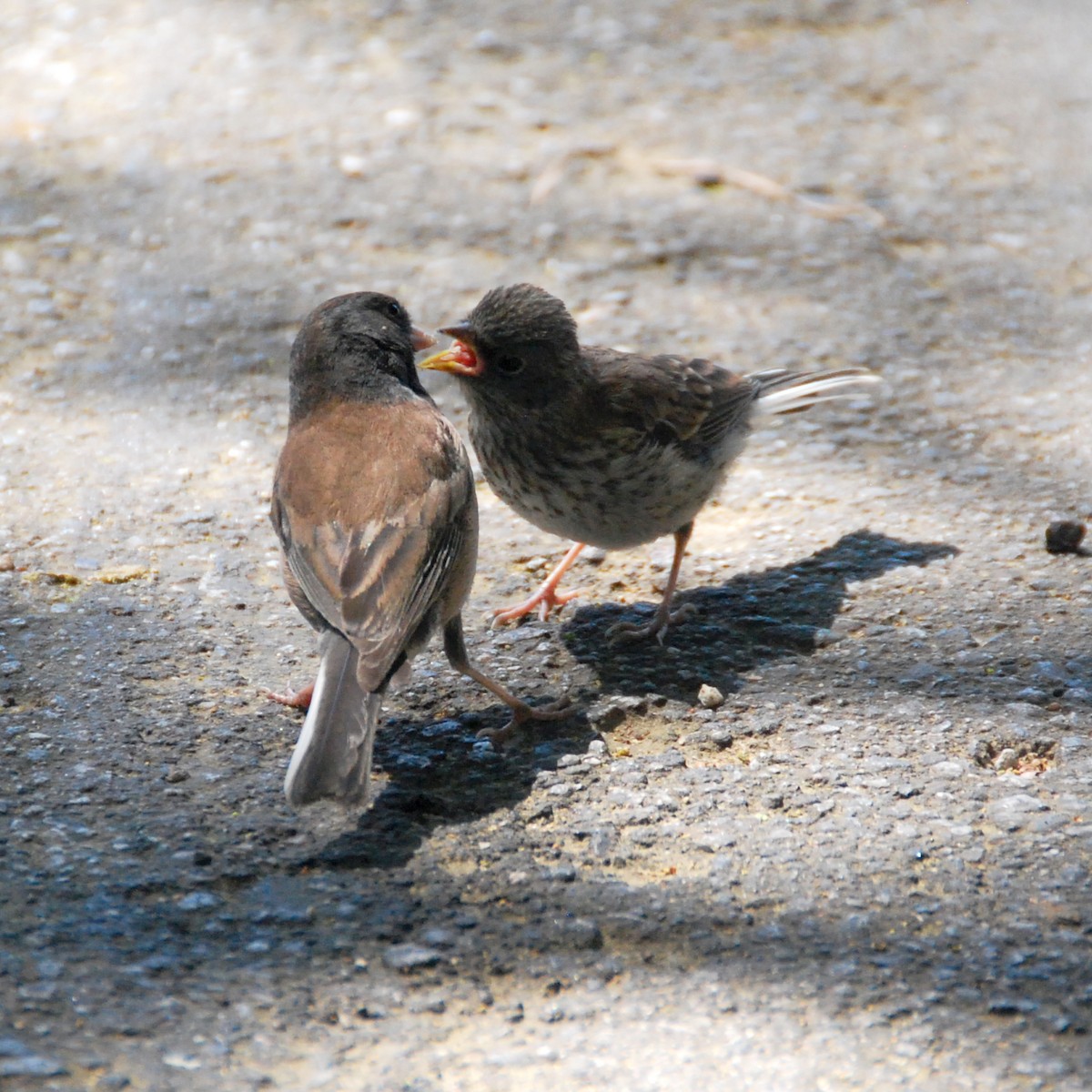 Dark-eyed Junco - Christopher Kaesviharn