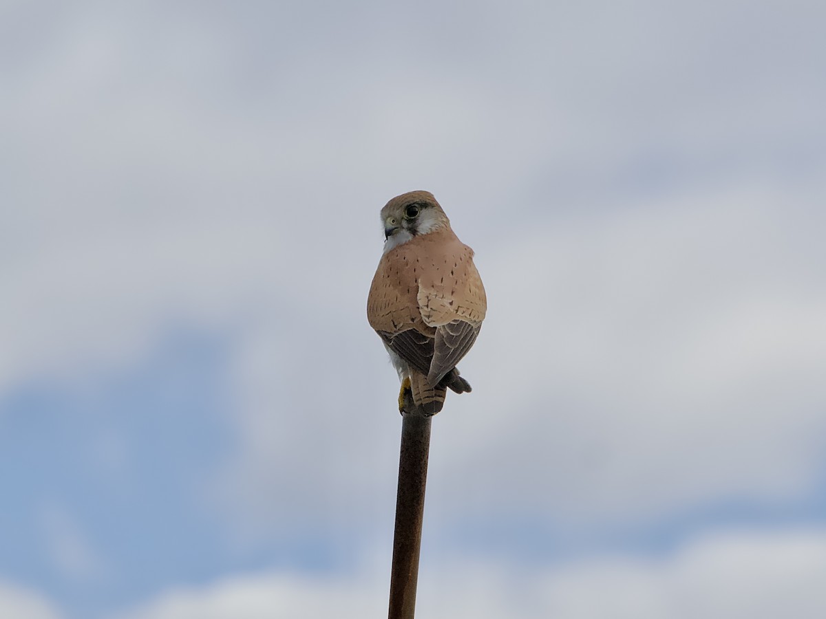 Nankeen Kestrel - Allan Johns