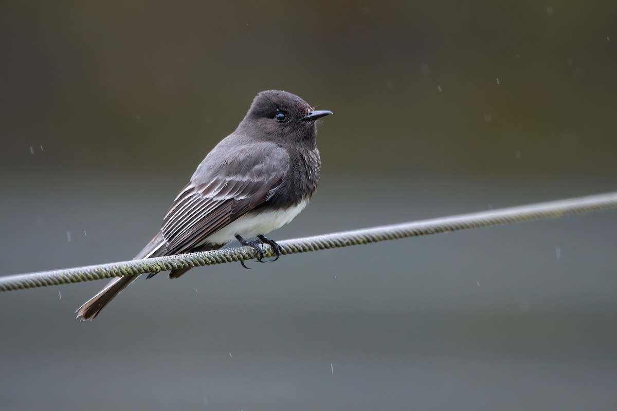 Black Phoebe - Mason Maron