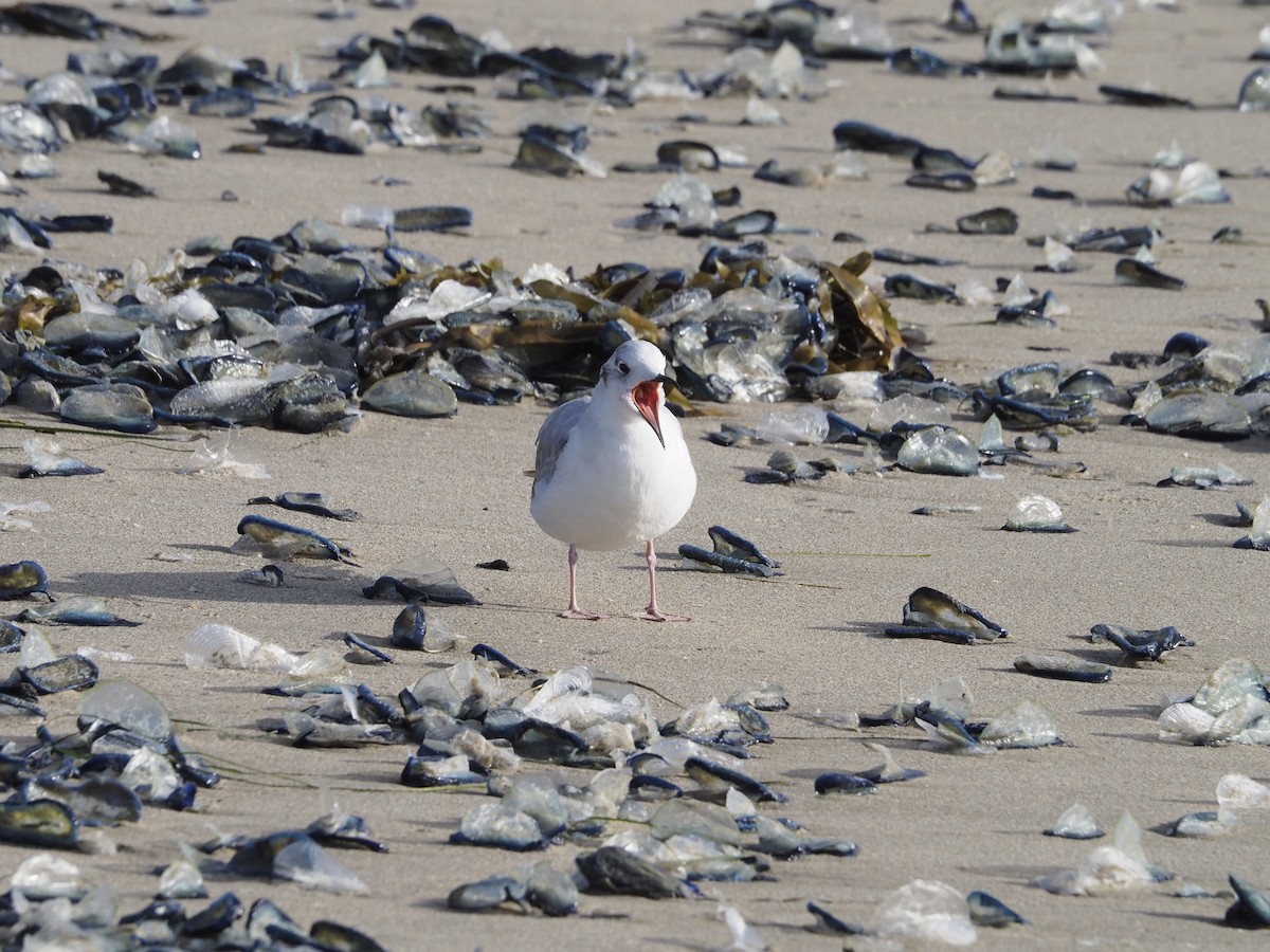 Bonaparte's Gull - Jim Krill