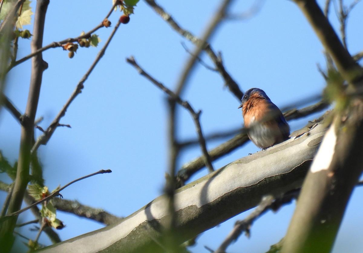 Eastern Bluebird - ML618137446