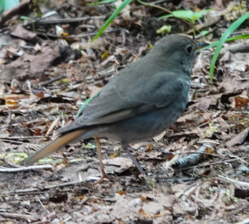 Hermit Thrush - franci Holtslander