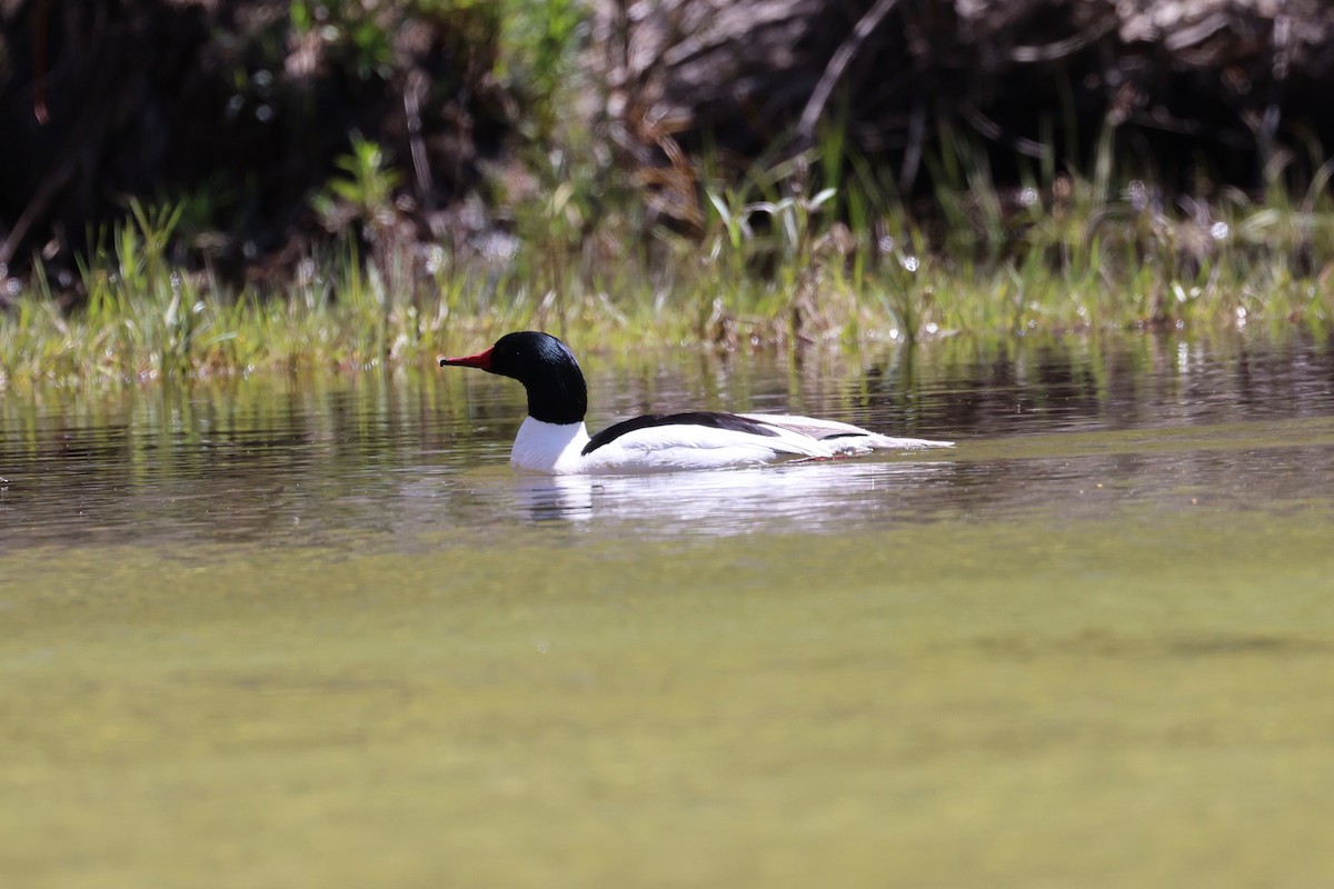 Common Merganser - vijay t