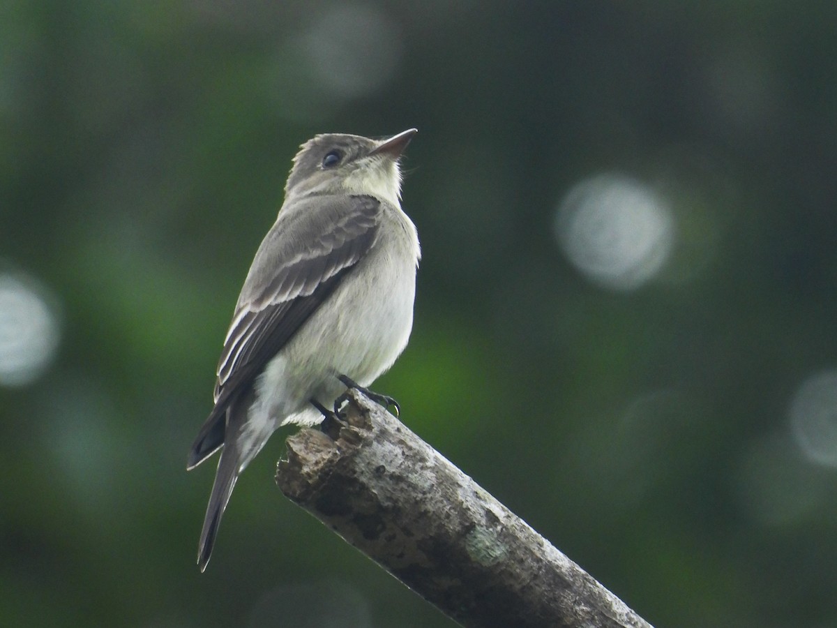 Western Wood-Pewee - Juan Carlos Melendez