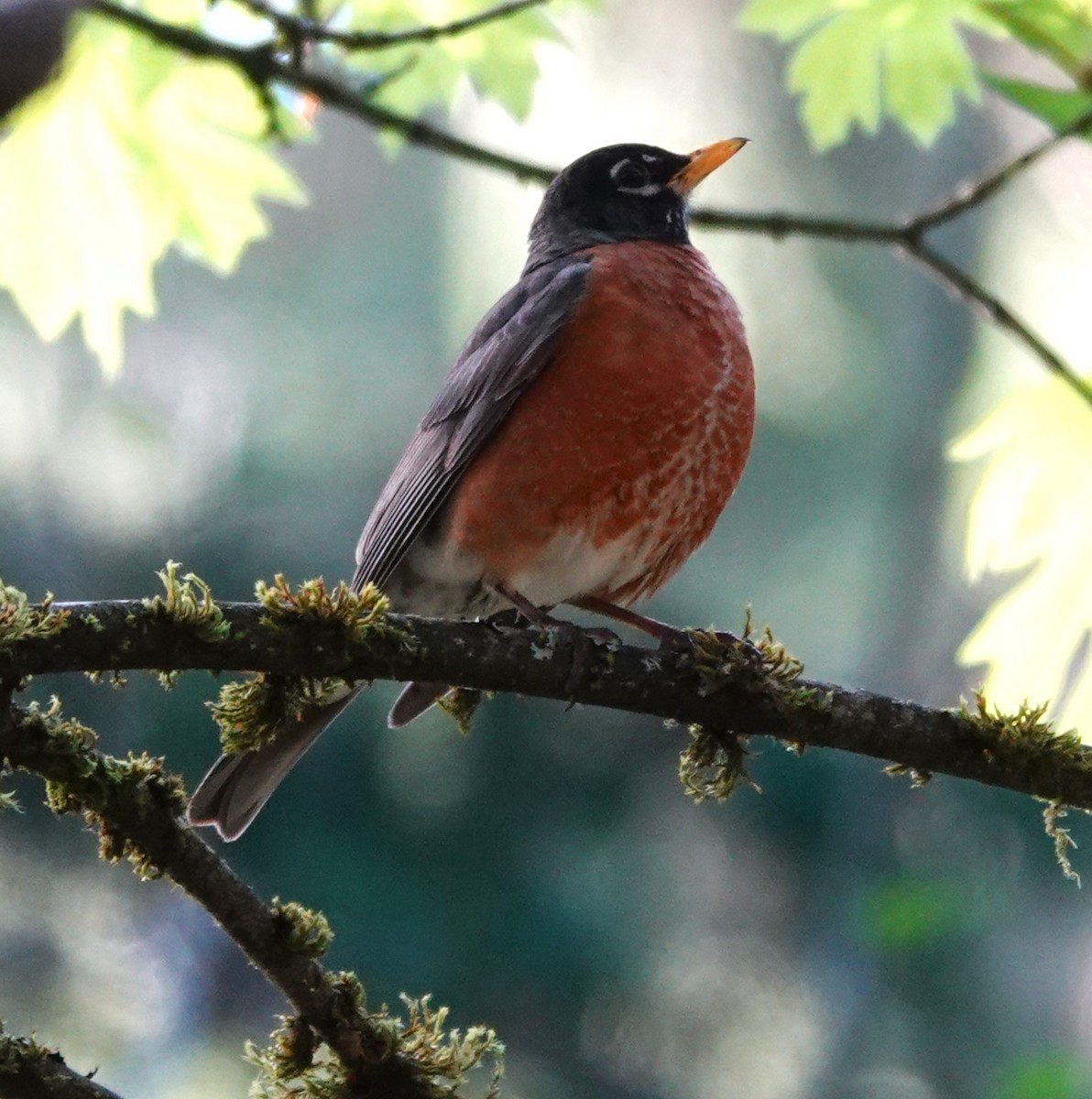 American Robin - franci Holtslander