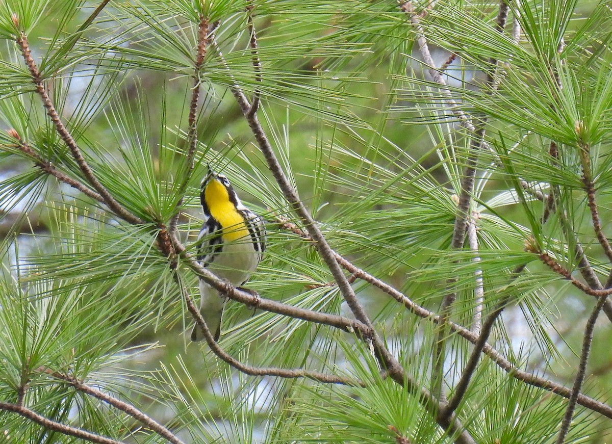 Yellow-throated Warbler - Corvus 𓄿