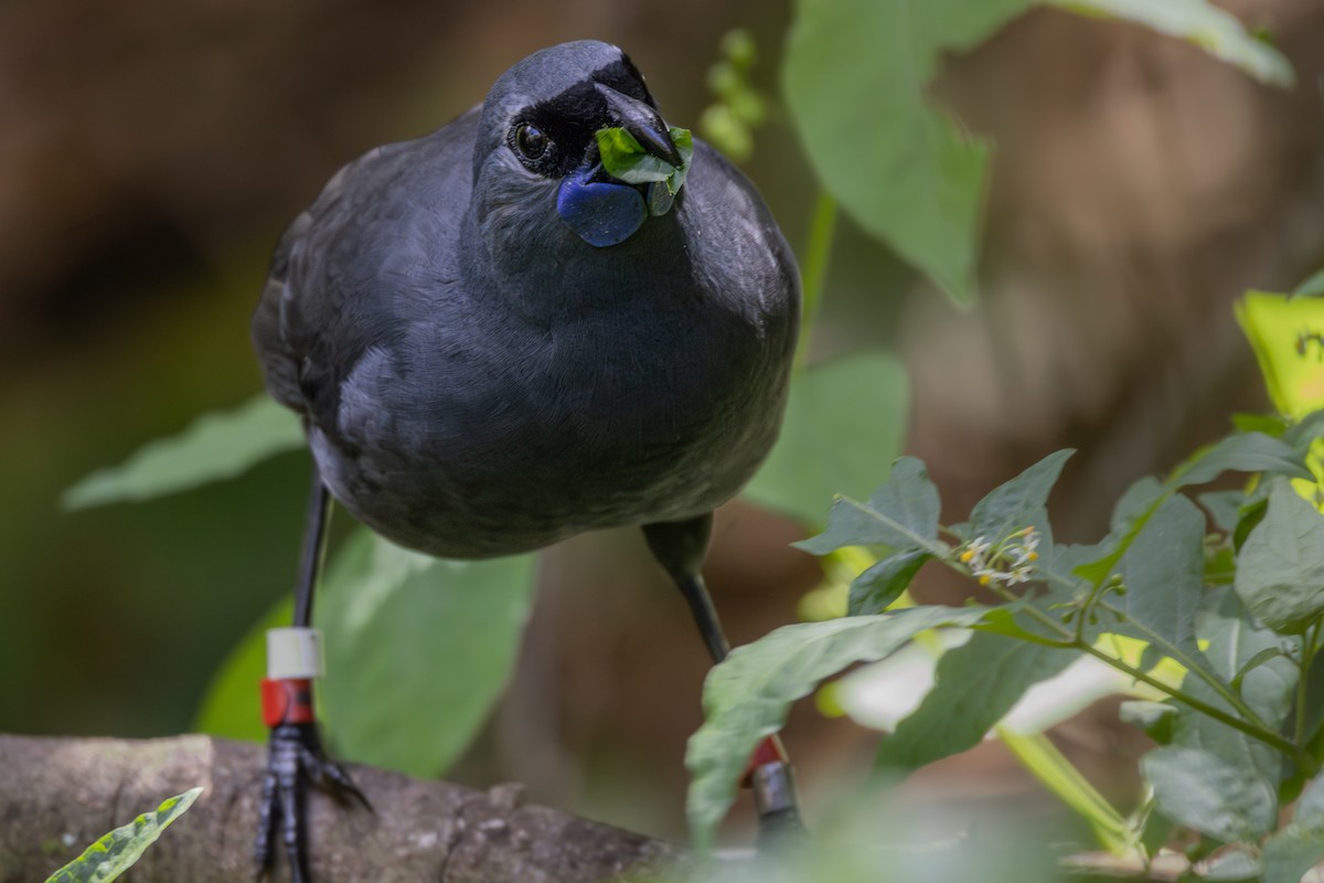 North Island Kokako - ML618137466