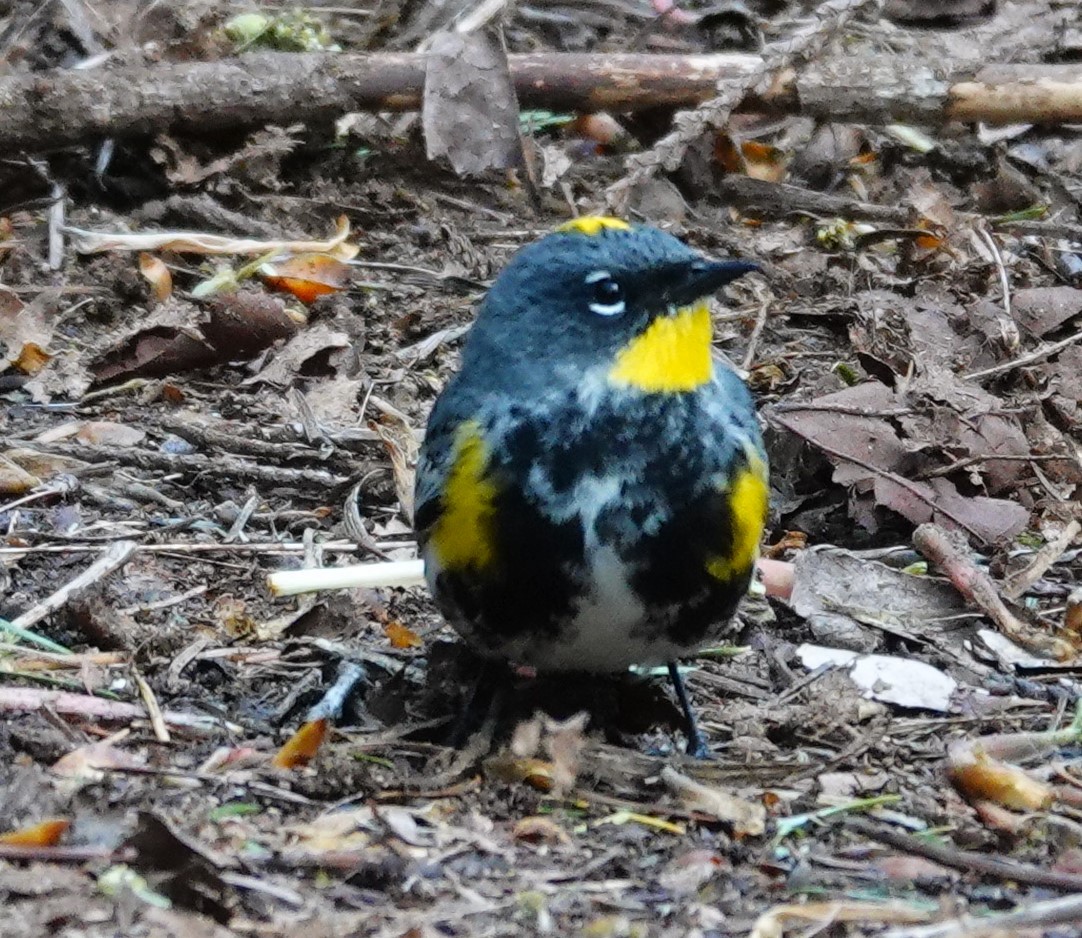 Yellow-rumped Warbler - franci Holtslander