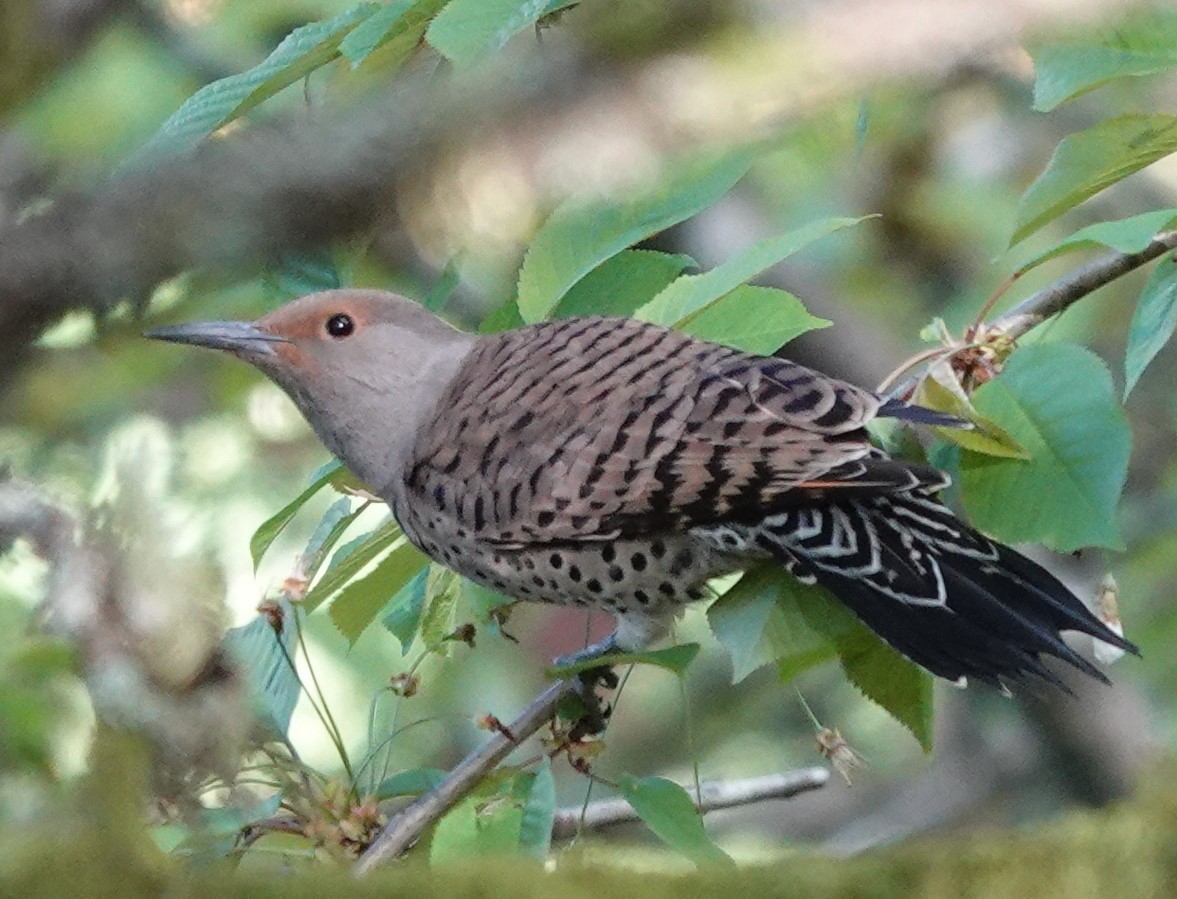 Northern Flicker - franci Holtslander