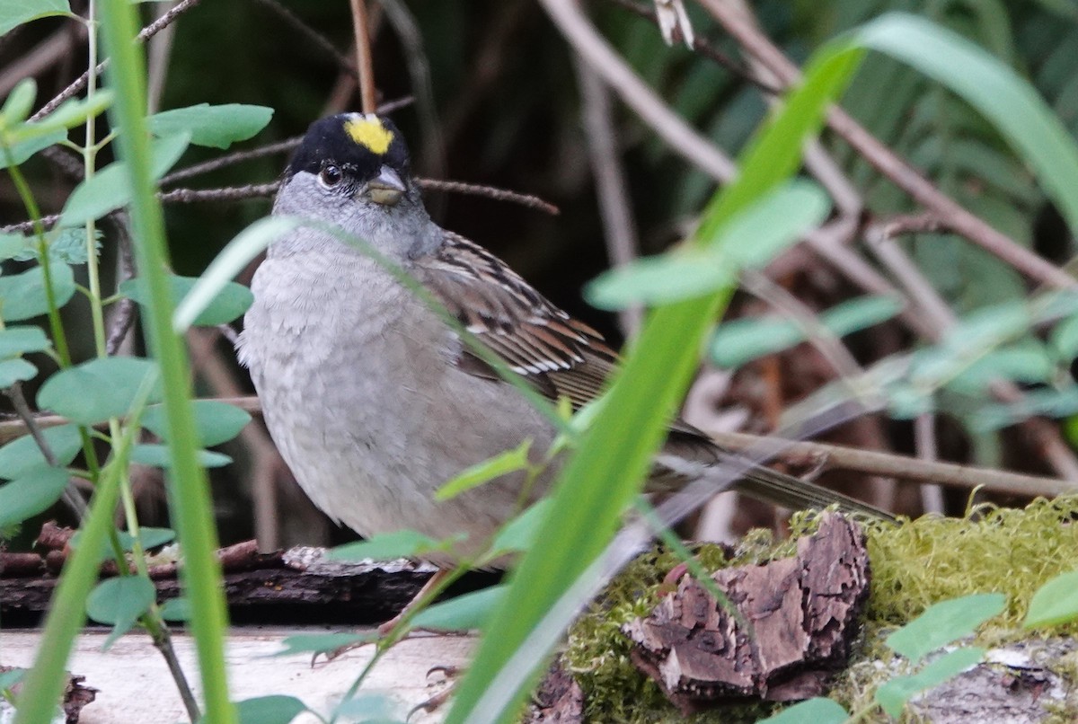 Golden-crowned Sparrow - franci Holtslander