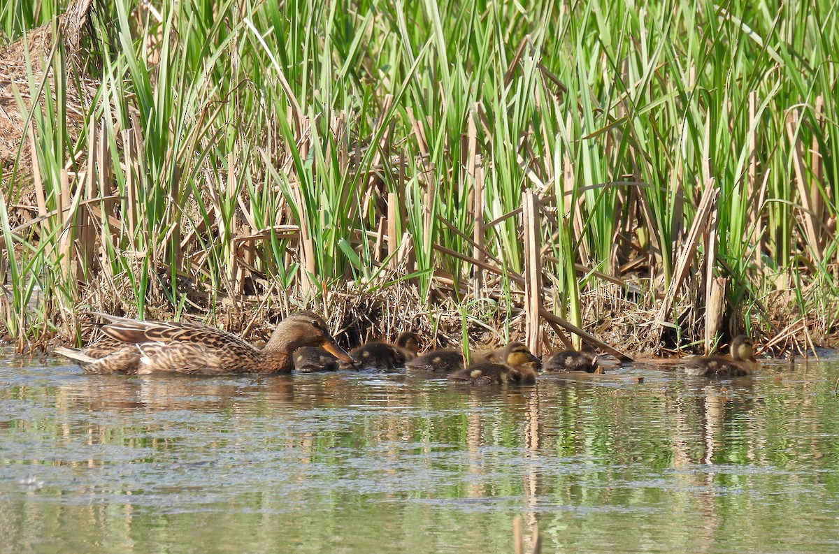 Mallard - Corvus 𓄿