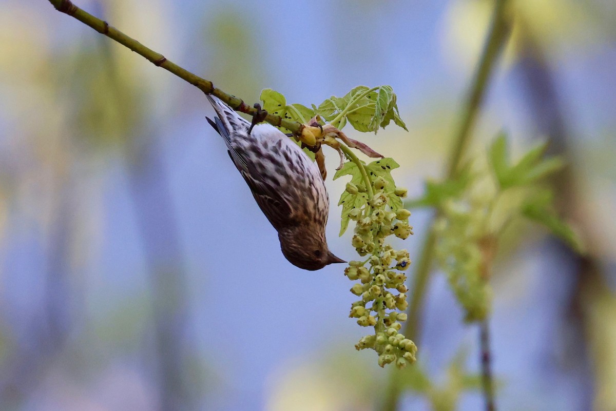 Pine Siskin - vijay t