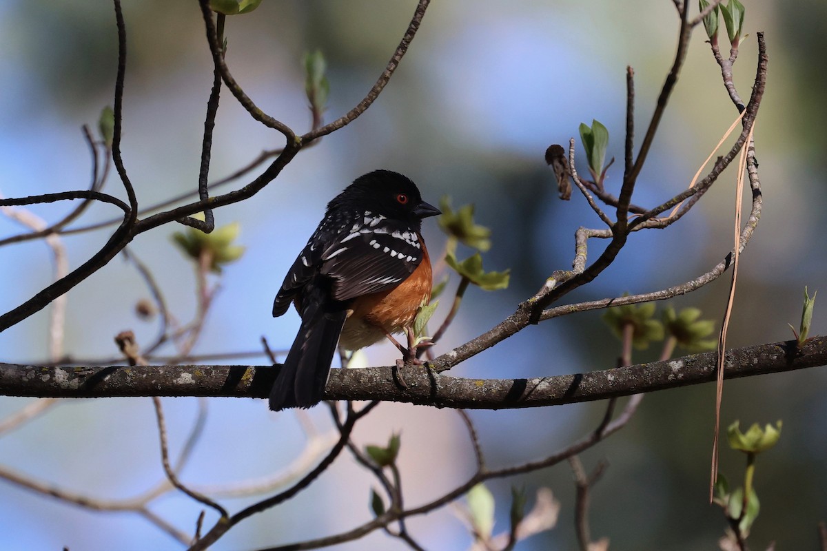 Spotted Towhee - vijay t