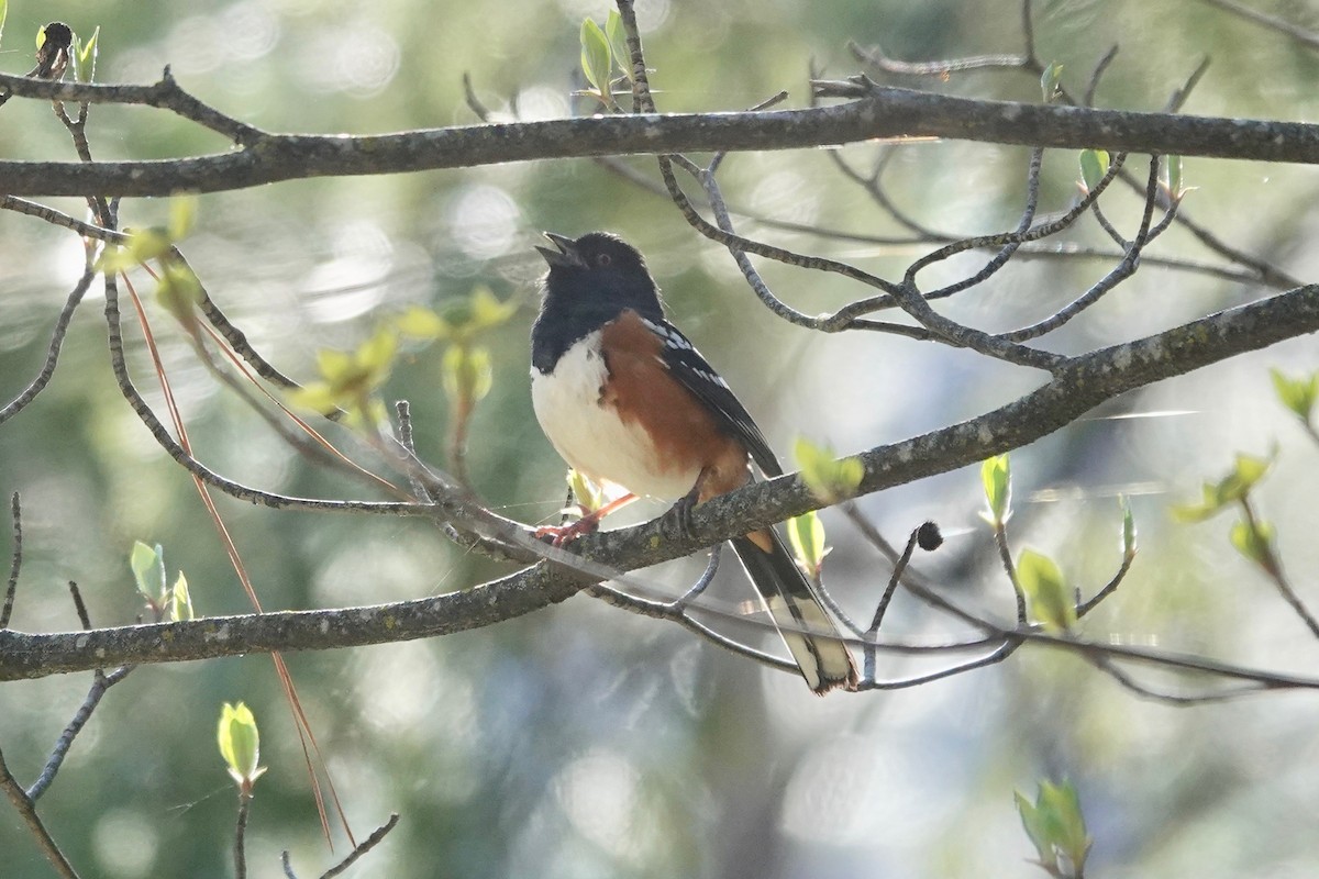 Spotted Towhee - vijay t