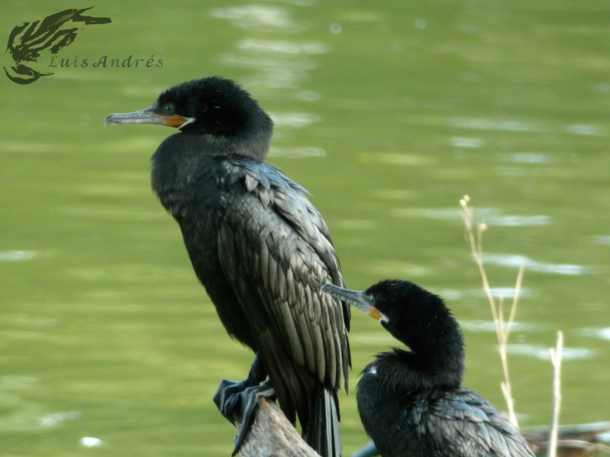 Cormorán Biguá - ML618137523