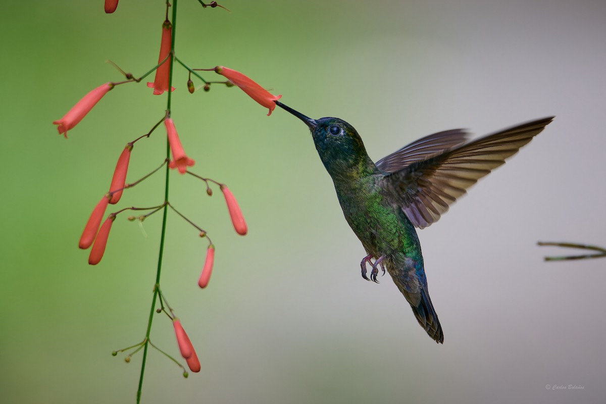 Green-fronted Lancebill - Carlos  Bolaños