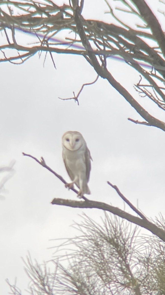 Eastern Barn Owl - ML618137546