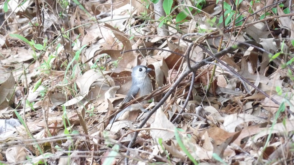 Tufted Titmouse - ML618137552