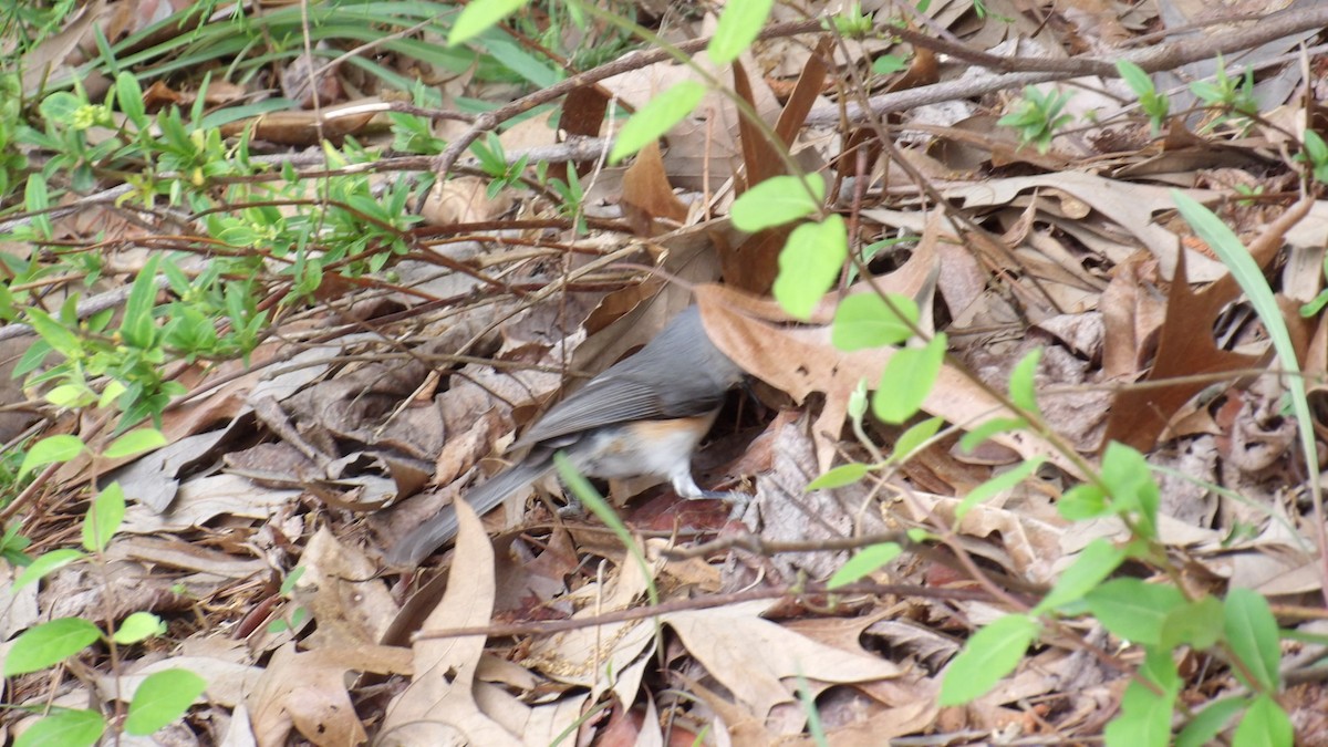 Tufted Titmouse - ML618137553