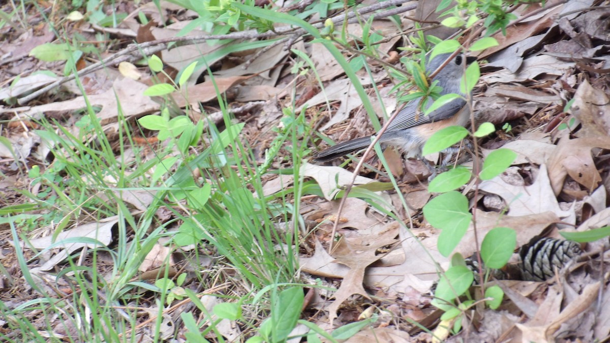 Tufted Titmouse - ML618137554