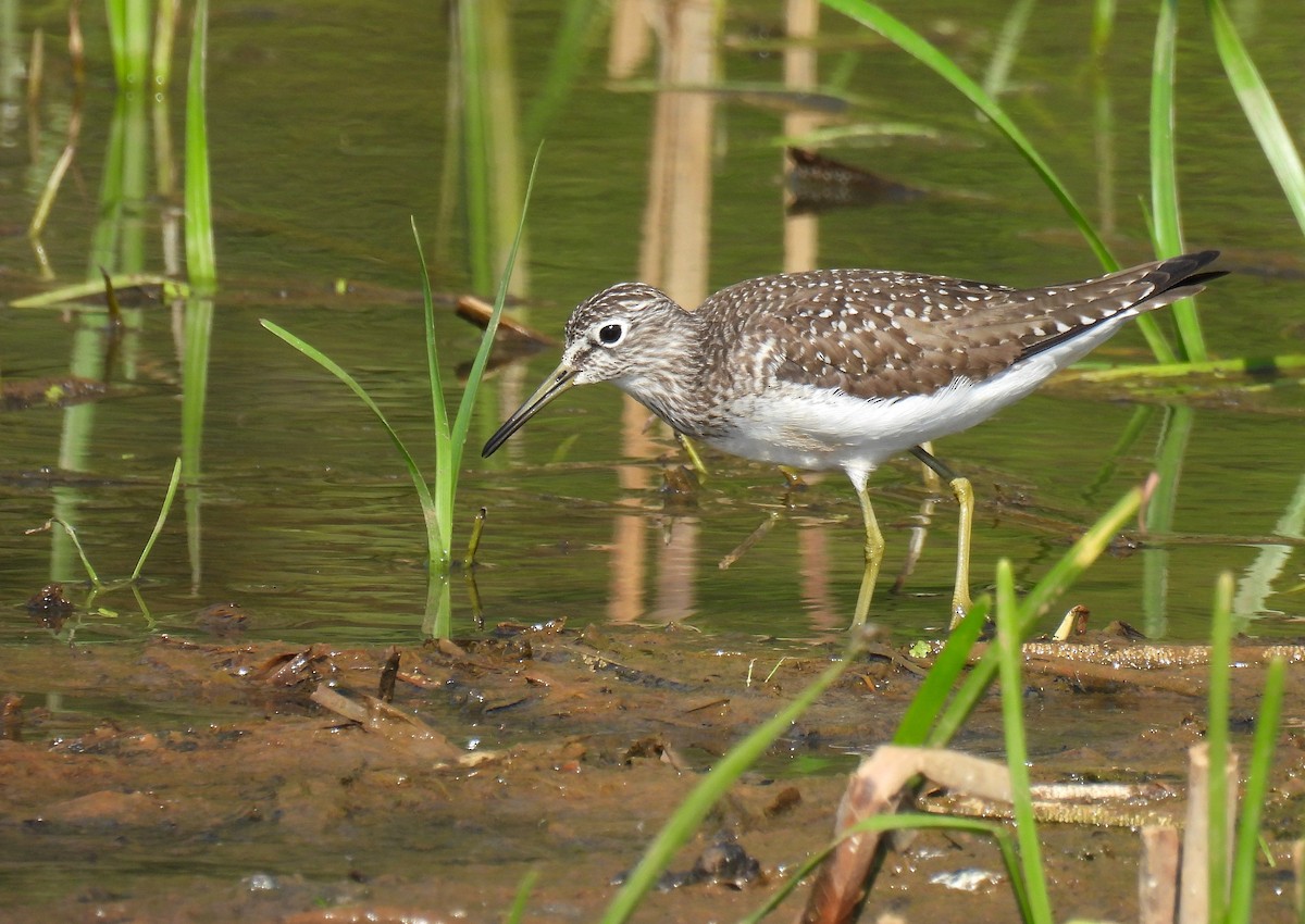 Solitary Sandpiper - Corvus 𓄿