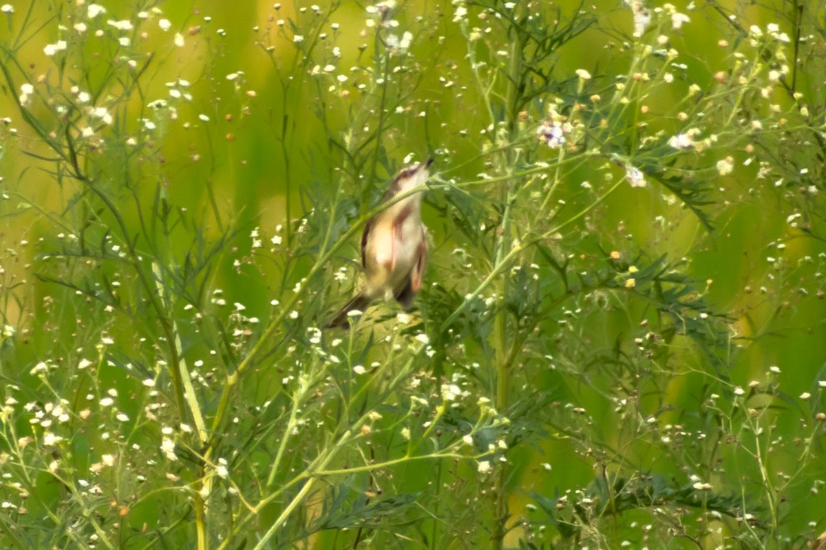 Clamorous Reed Warbler - Prem swaroop Kolluru