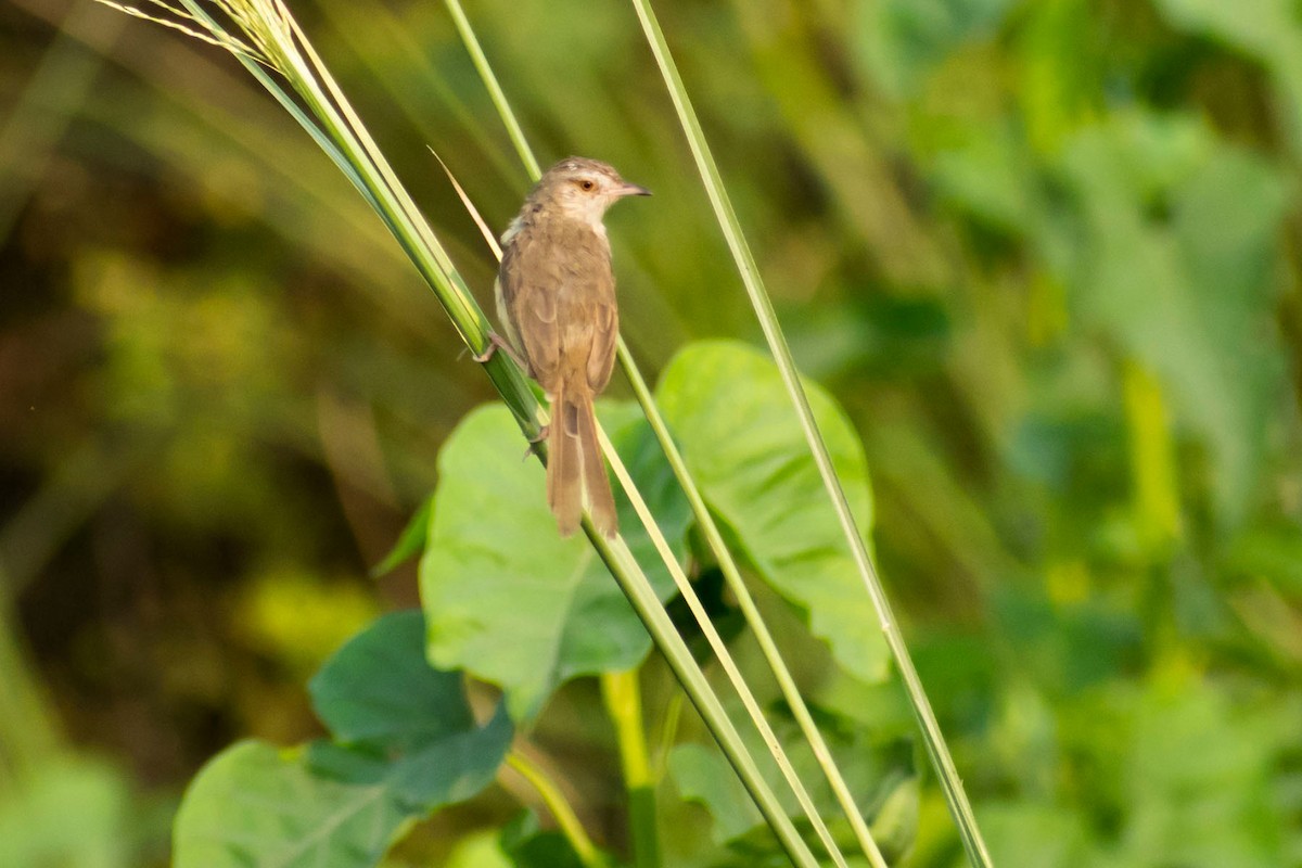 Clamorous Reed Warbler - ML618137571