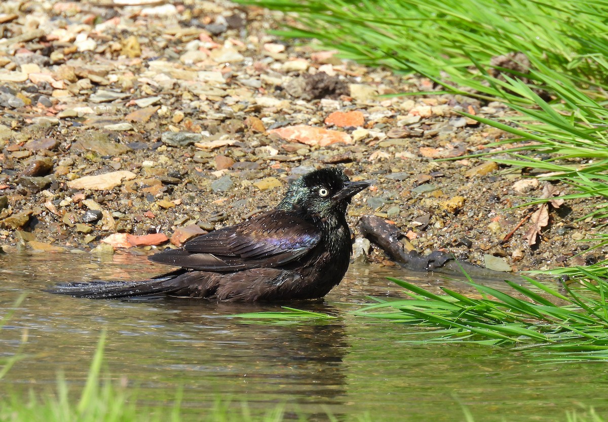 Common Grackle - Corvus 𓄿