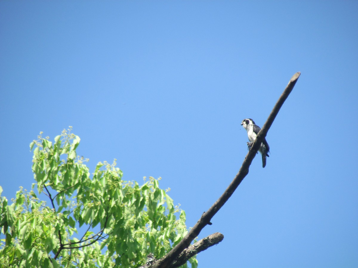 Pied Falconet - Satellite Wu