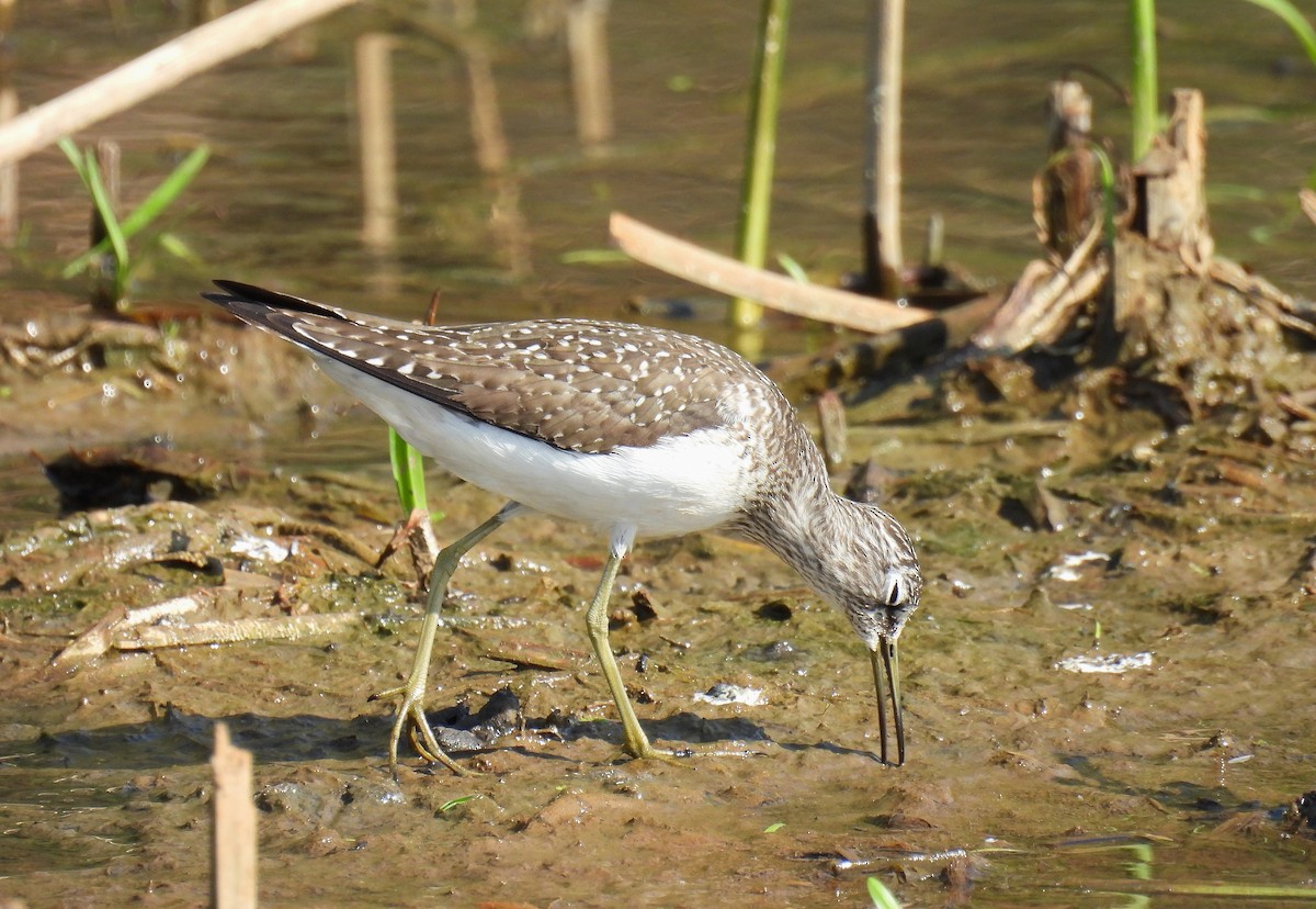 Solitary Sandpiper - Corvus 𓄿