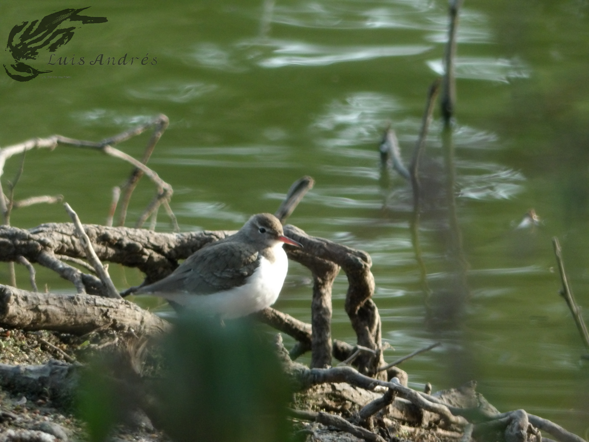 Spotted Sandpiper - ML618137600