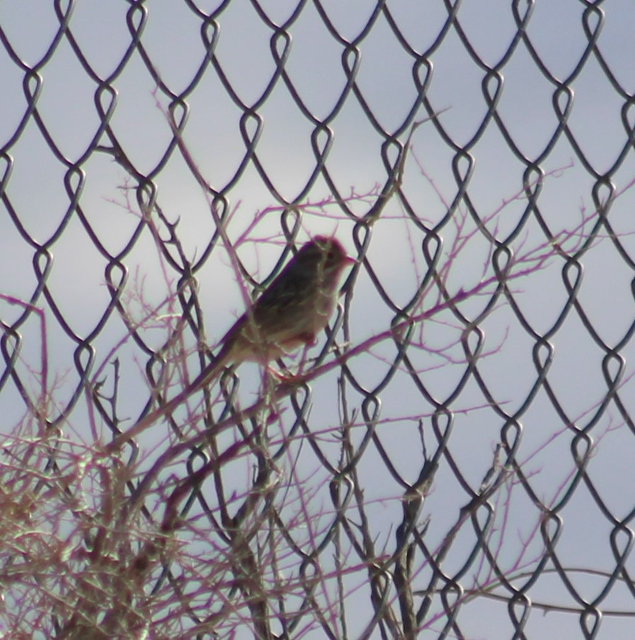 Brewer's Sparrow - Marsha Painter