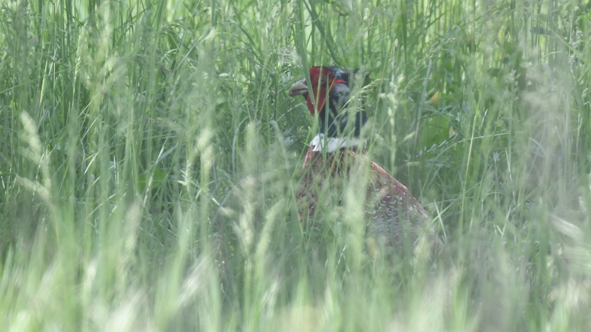 Ring-necked Pheasant - Vlad Sladariu