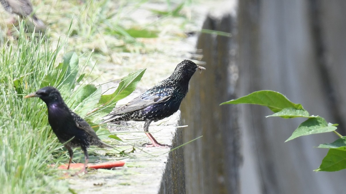 European Starling - Vlad Sladariu